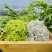 张家界莓茶特级野生龙须芽尖野生藤茶土家神茶茅岩莓茶