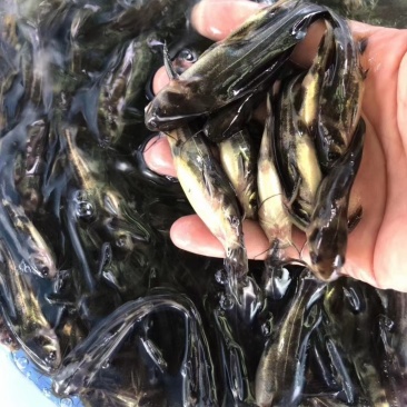 黄骨鱼苗，昂刺鱼，