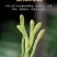新货金银花散装金银花茶河南封丘金银花