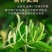 新货金银花散装金银花茶河南封丘金银花