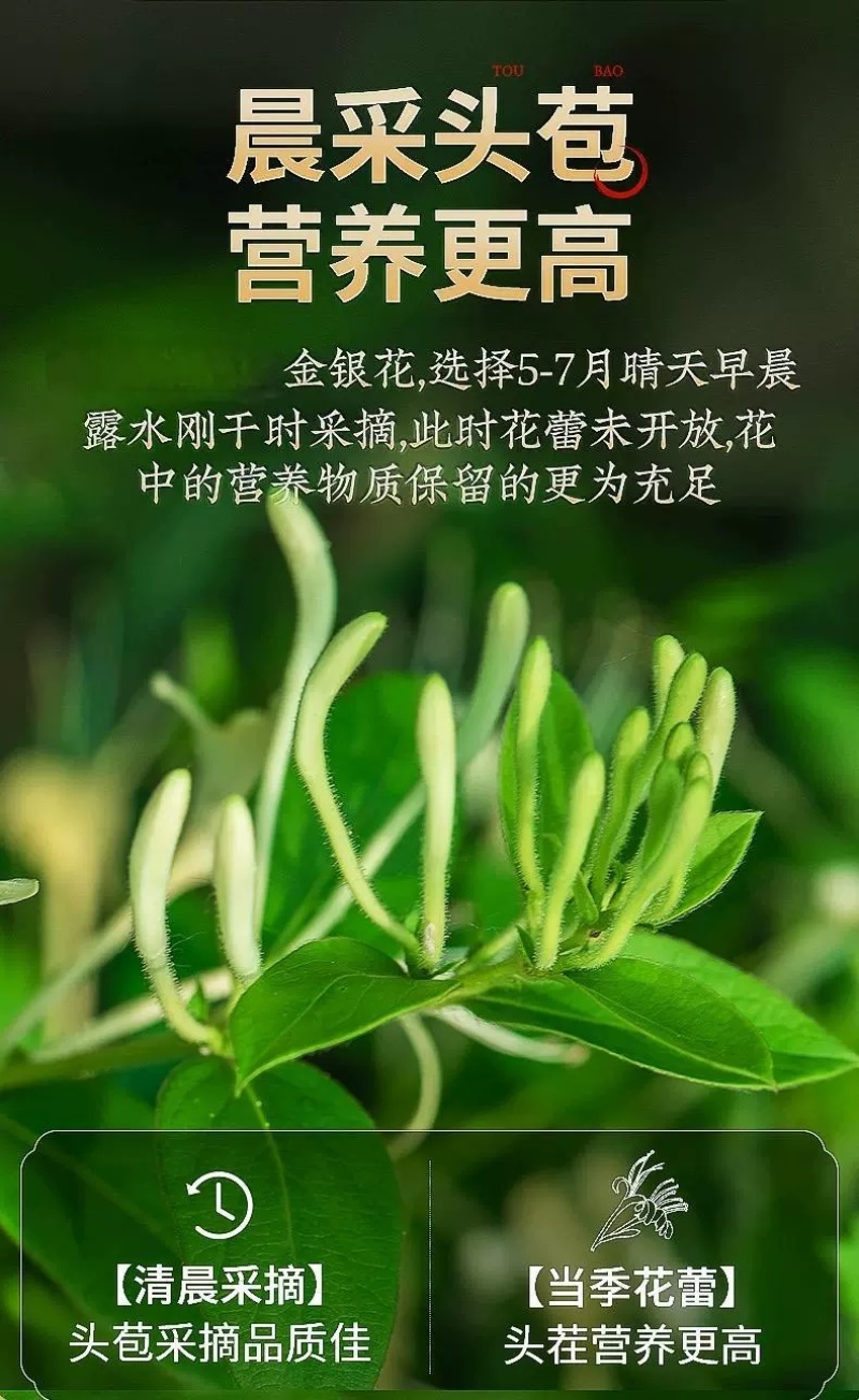 新货金银花散装金银花茶河南封丘金银花