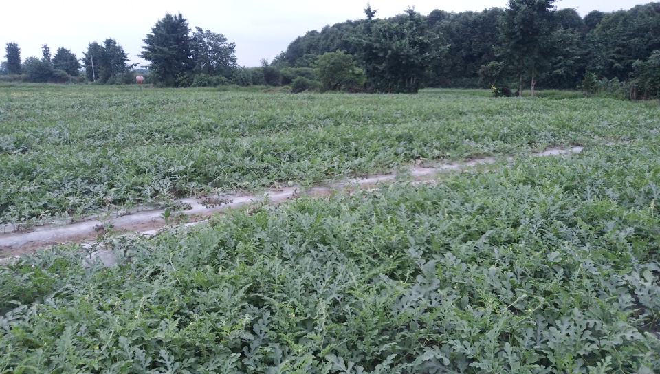 8424西瓜种植场景