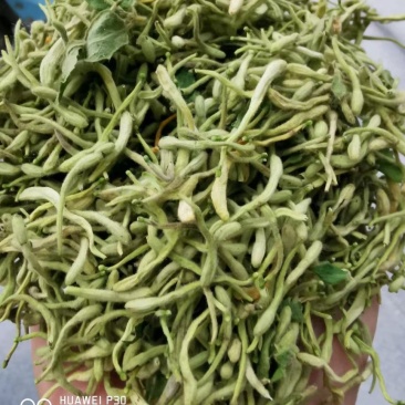 金银花产新