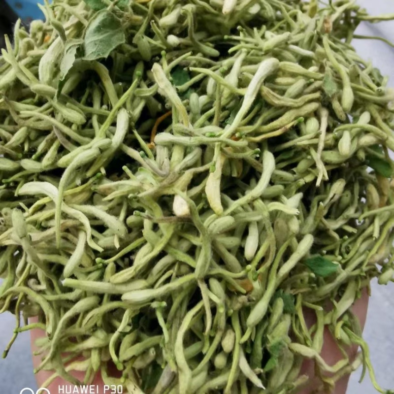 金银花产新