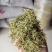 金银花产新