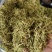 金银花产新
