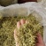 金银花产新