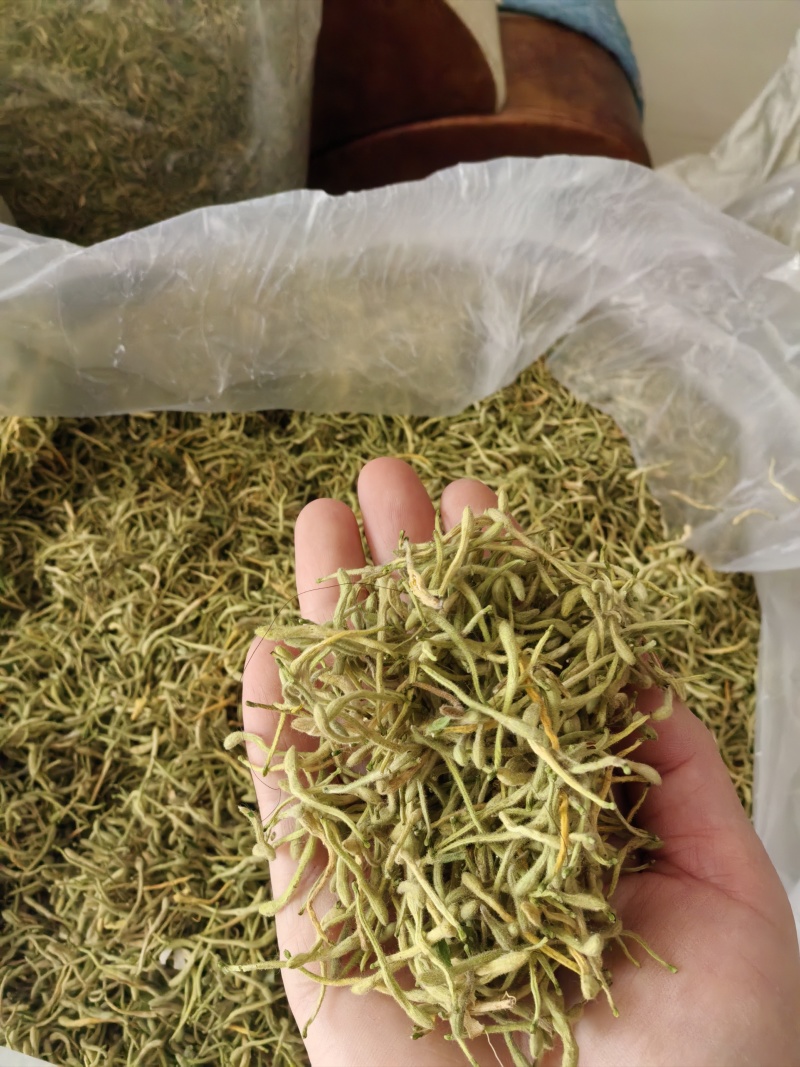 金银花产新