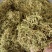 金银花产新