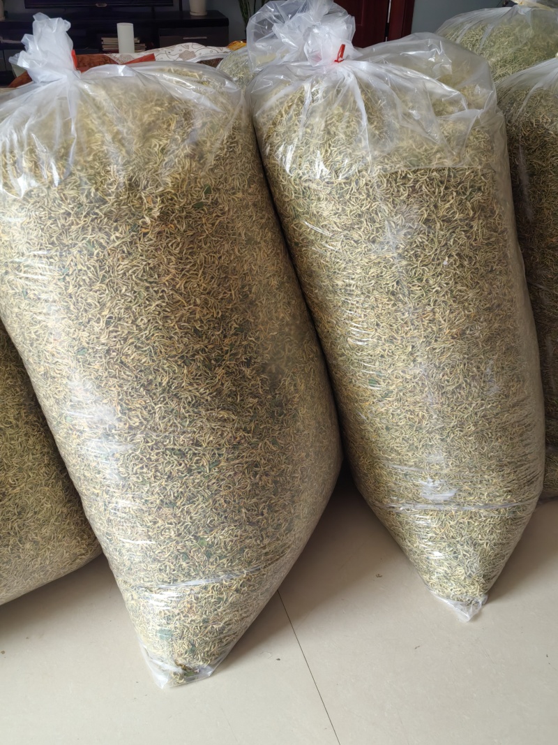 金银花产新