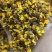 昆仑雪菊