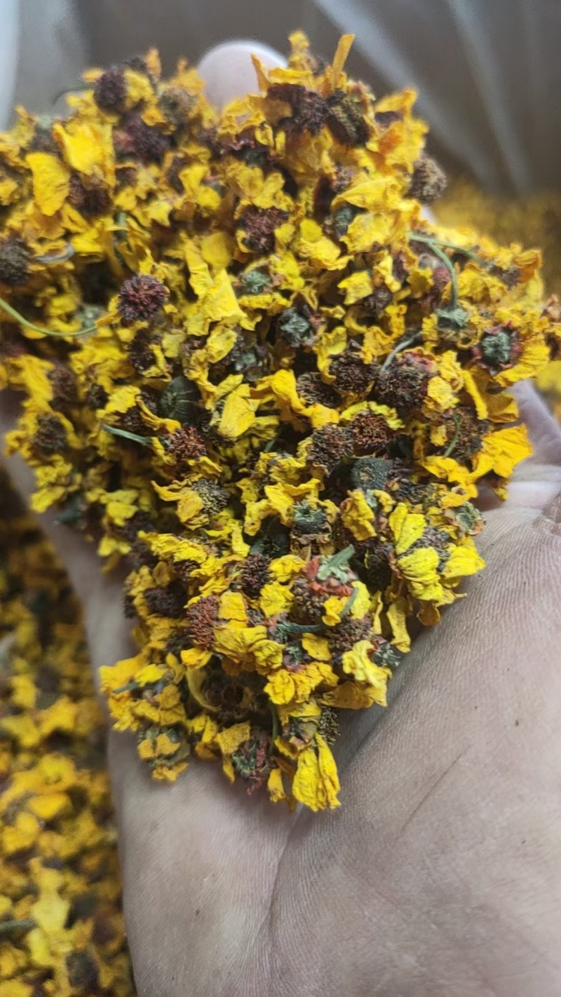 昆仑雪菊