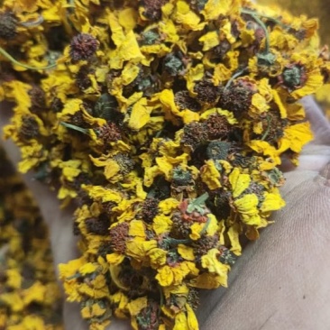 昆仑雪菊
