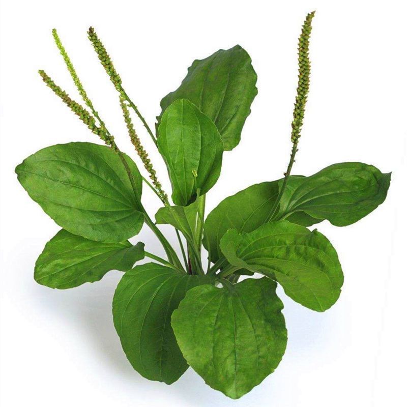 车前草种子中草药材车轮菜籽野生食用庭院盆栽四季易种蔬菜种