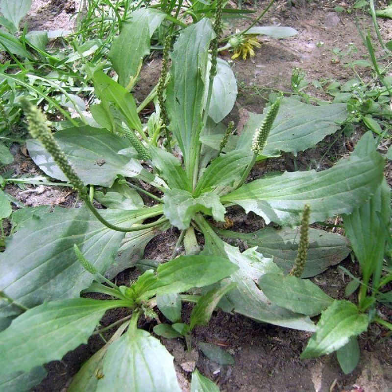 车前草种子中草药材车轮菜籽野生食用庭院盆栽四季易种蔬菜种