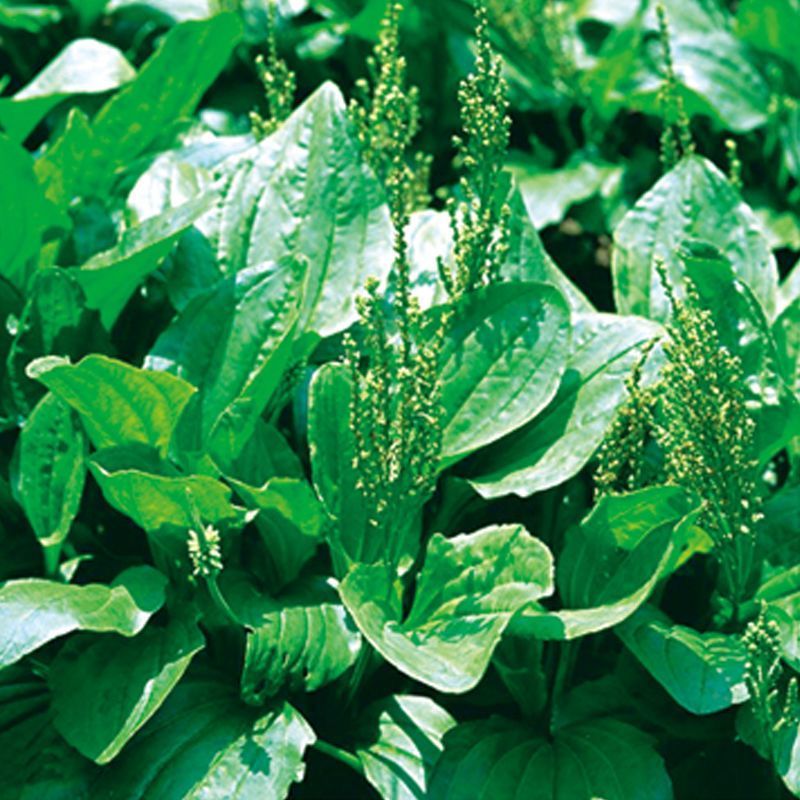 车前草种子中草药材车轮菜籽野生食用庭院盆栽四季易种蔬菜种