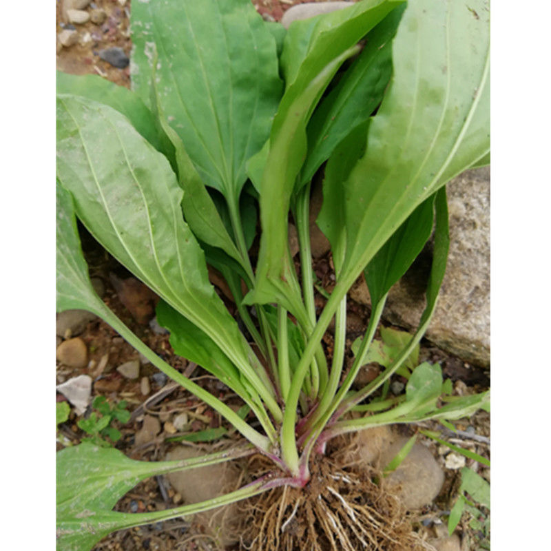 车前草种子中草药材车轮菜籽野生食用庭院盆栽四季易种蔬菜种