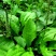 车前草种子中草药材车轮菜籽野生食用庭院盆栽四季易种蔬菜种