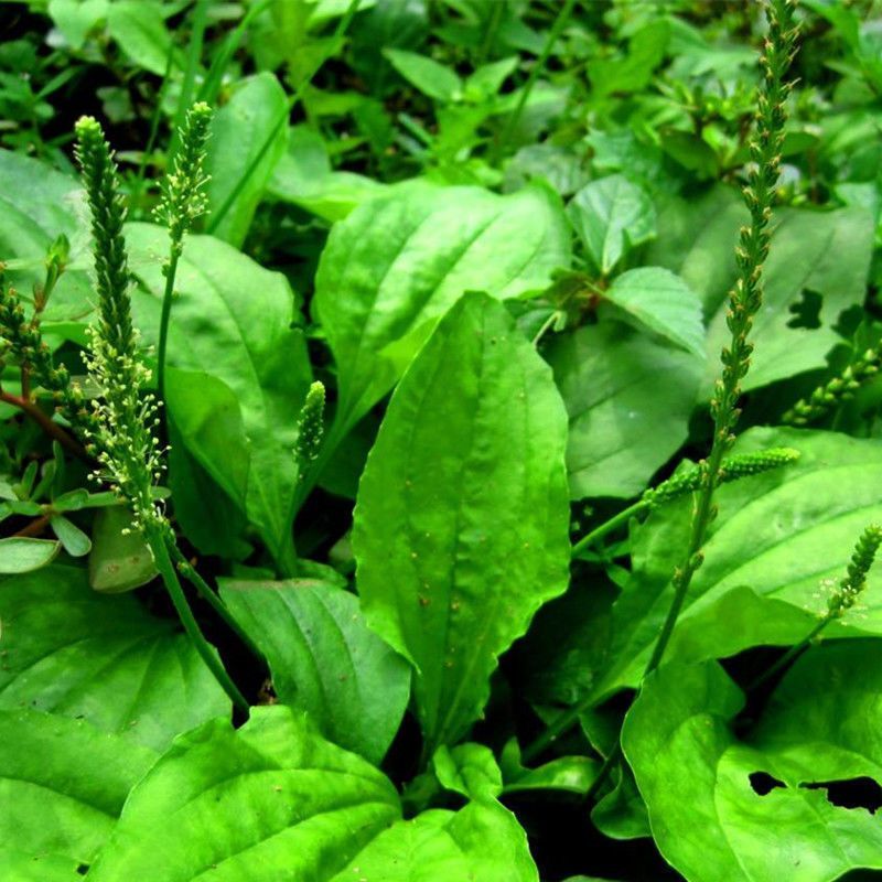 车前草种子中草药材车轮菜籽野生食用庭院盆栽四季易种蔬菜种