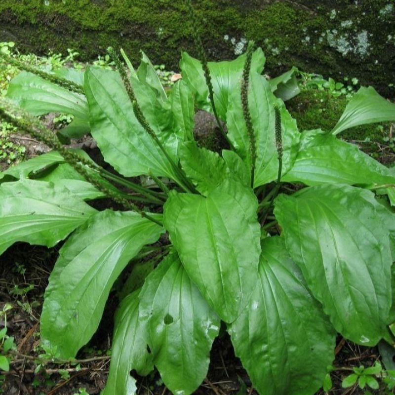 车前草种子中草药材车轮菜籽野生食用庭院盆栽四季易种蔬菜种
