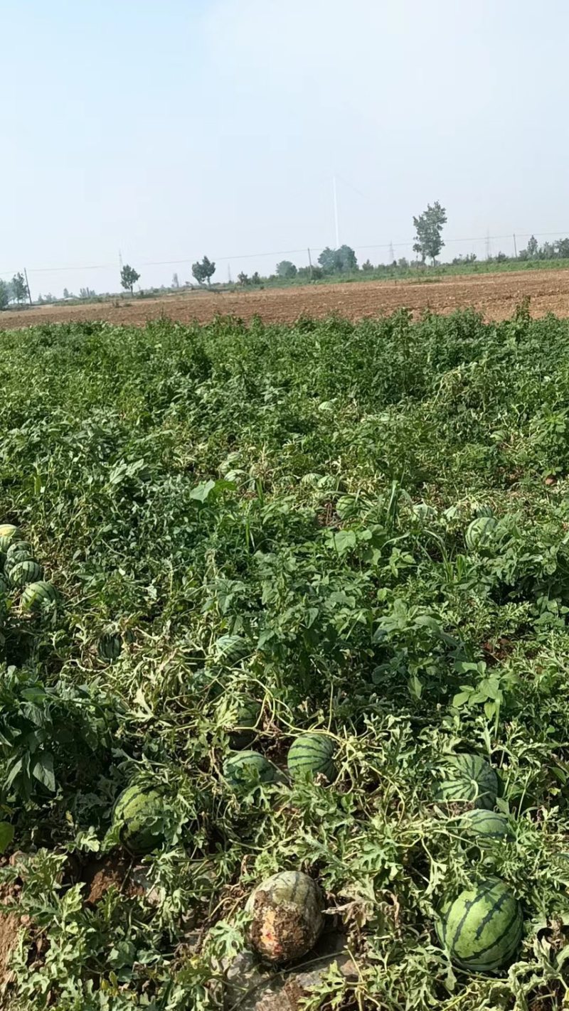 正宗京欣西瓜产地直发大量供应需要的老板联系