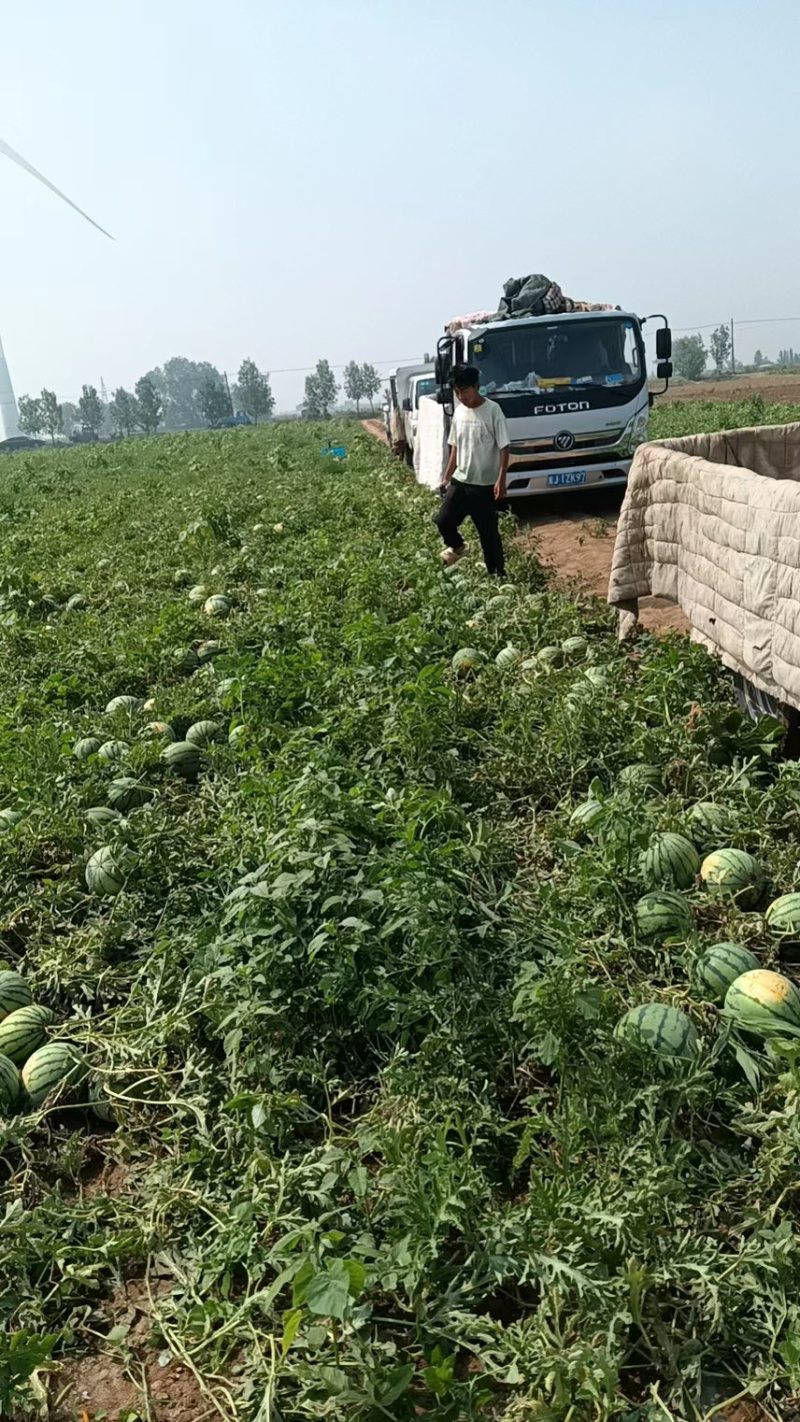 正宗京欣西瓜产地直发大量供应需要的老板联系