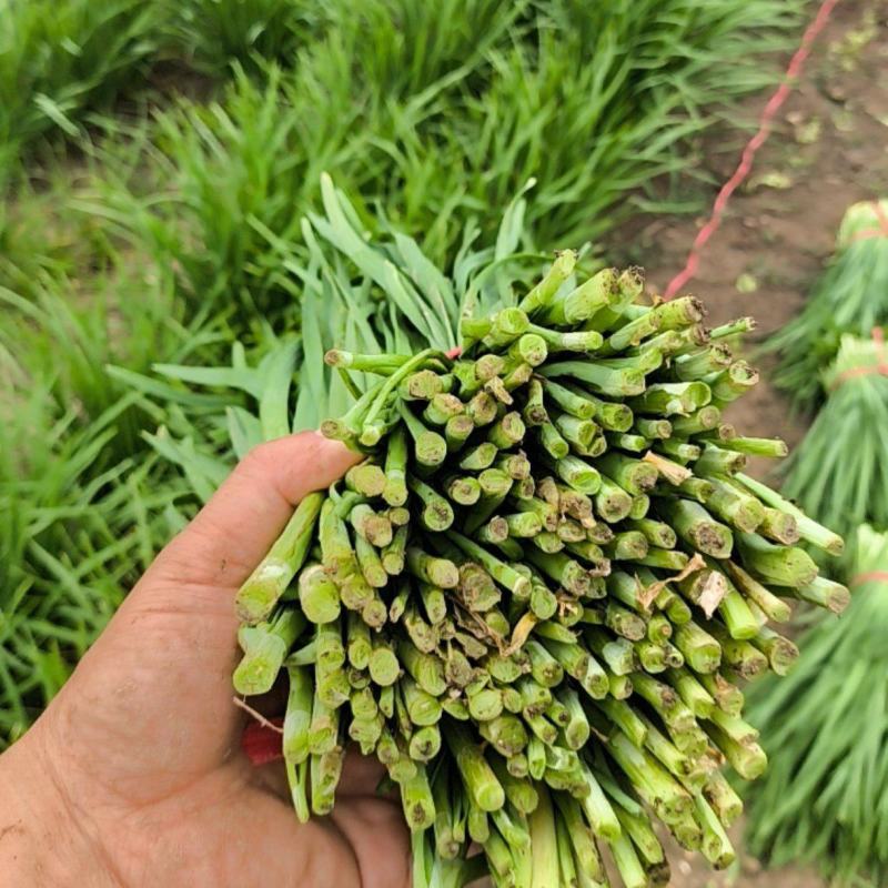 大叶韭菜