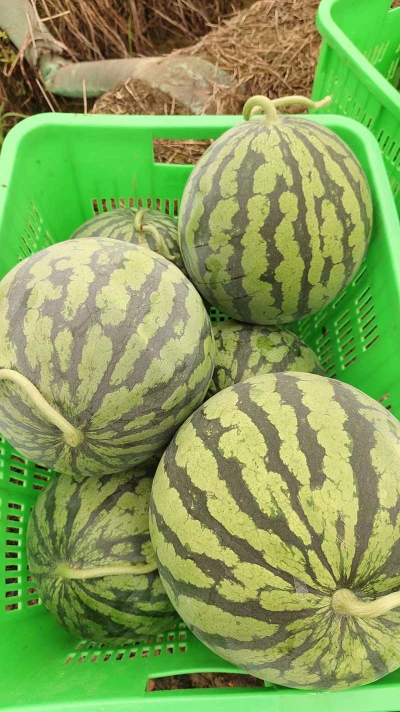 《推荐》四川绵阳安州区美都西瓜，自家种植品质保证欢迎采购