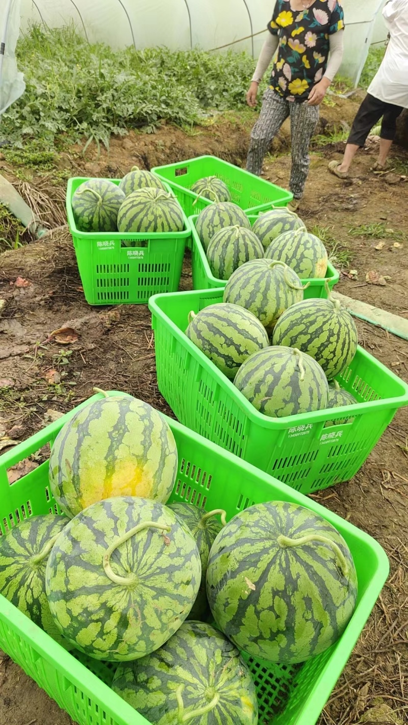 《推荐》四川绵阳安州区美都西瓜，自家种植品质保证欢迎采购