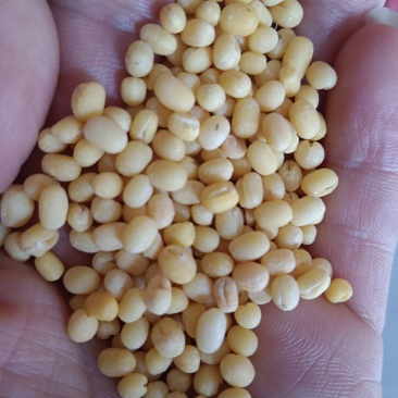 海华农产品脱皮绿豆仁