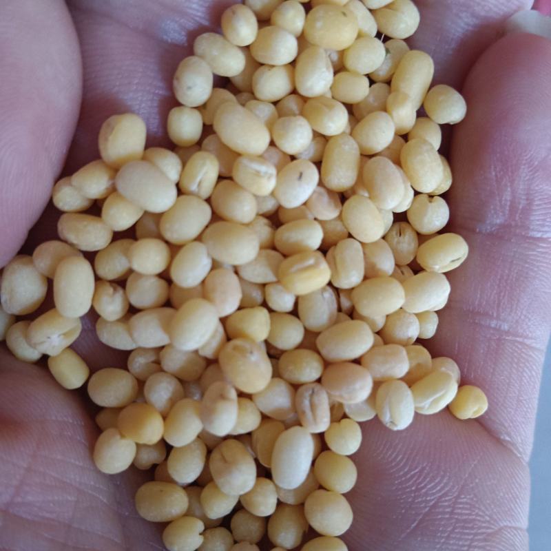 海华农产品脱皮绿豆仁