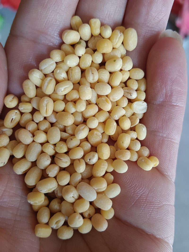 海华农产品脱皮绿豆仁