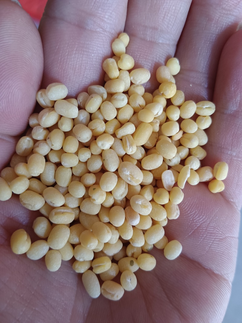 海华农产品脱皮绿豆仁