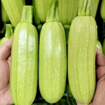 云南西葫芦小瓜绿皮西葫芦大量上市欢迎订购