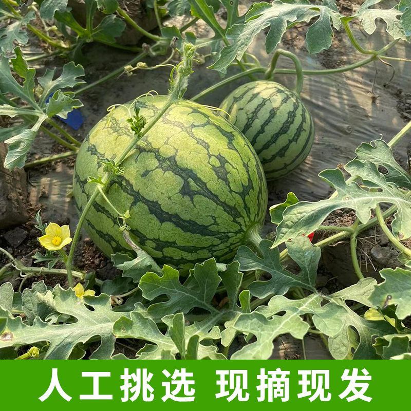 农友小兰西瓜、特小凤西瓜、盐城东台西瓜、规格齐全品种