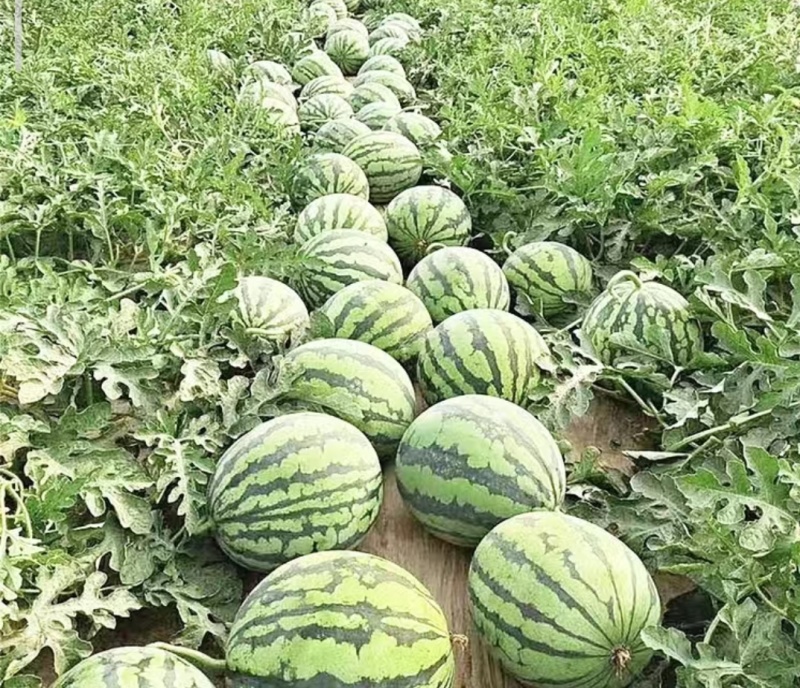 8424西瓜江苏东台西瓜可定制包装规格齐全产地直发一手货