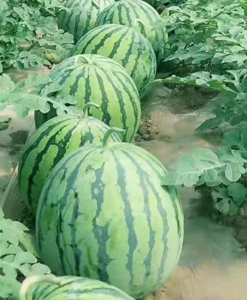 8424西瓜江苏东台西瓜可定制包装规格齐全产地直发一手货