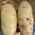 精品土豆一手货源货源充足量大从优欢迎咨询