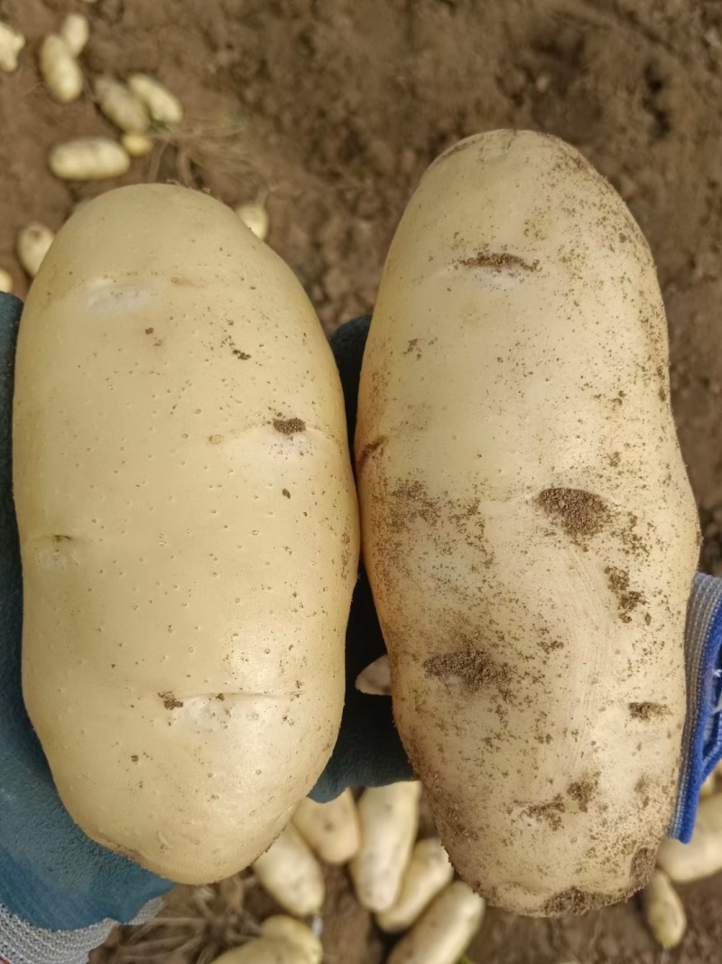 精品土豆一手货源货源充足量大从优欢迎咨询