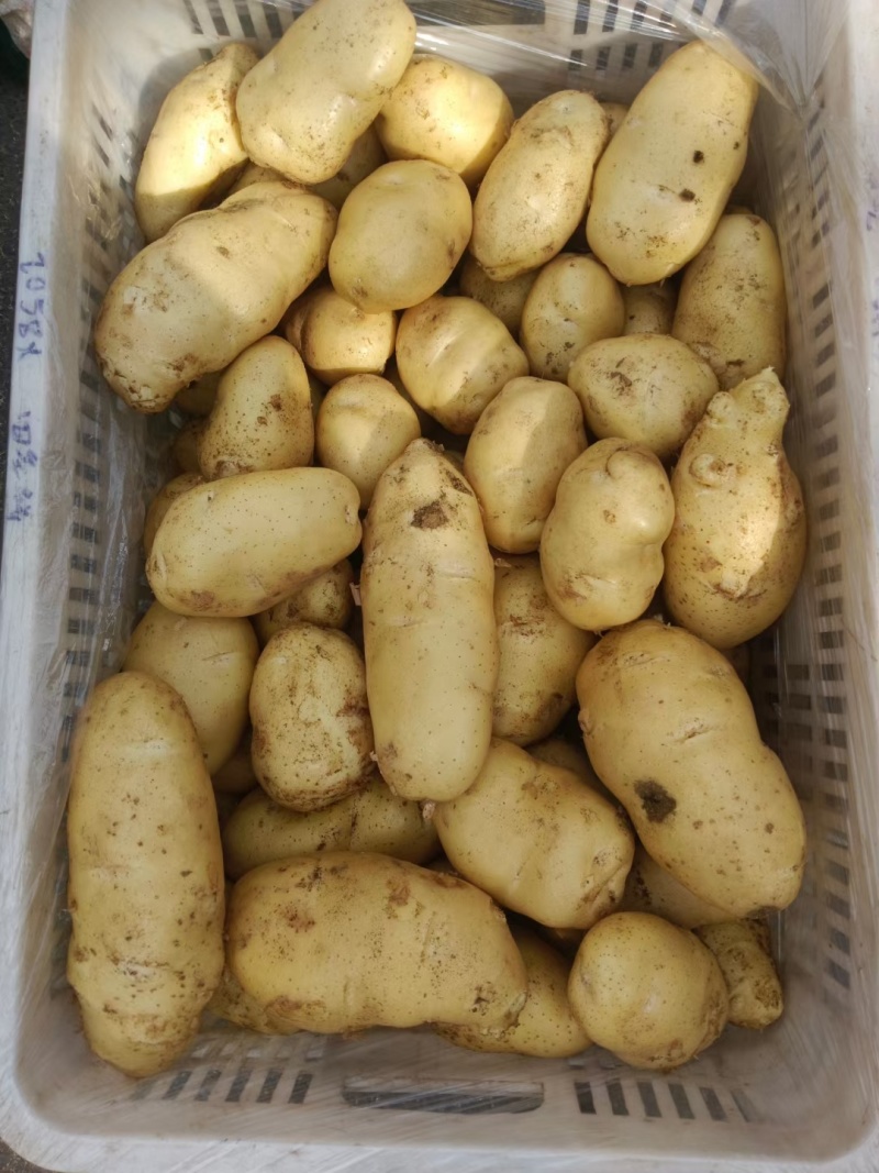 精品土豆一手货源货源充足量大从优欢迎咨询