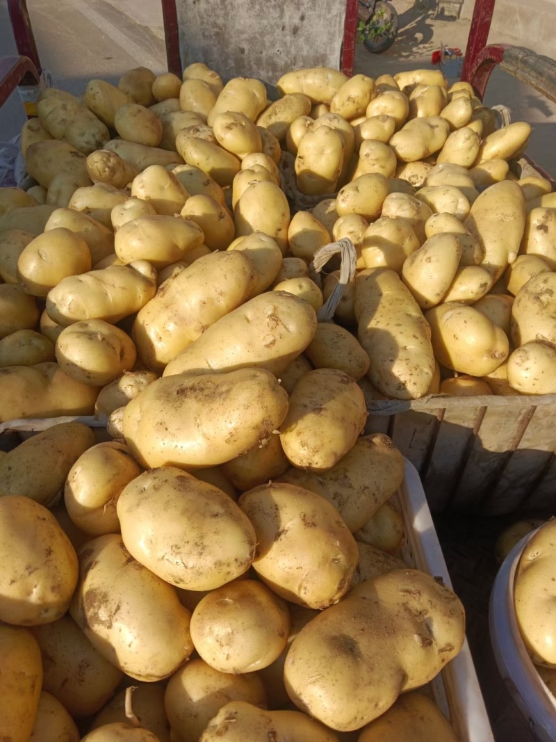 精品土豆一手货源货源充足量大从优欢迎咨询