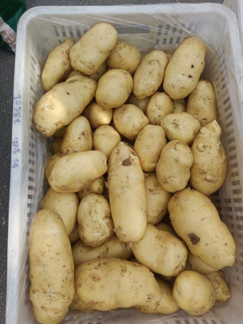 精品土豆一手货源货源充足量大从优欢迎咨询