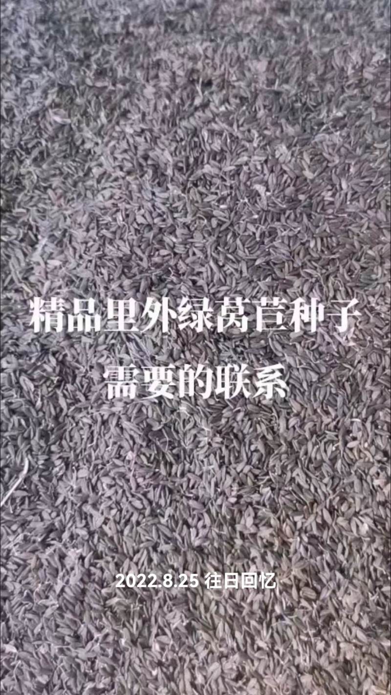 里外绿莴苣种子供应支持各按需配车全国发货