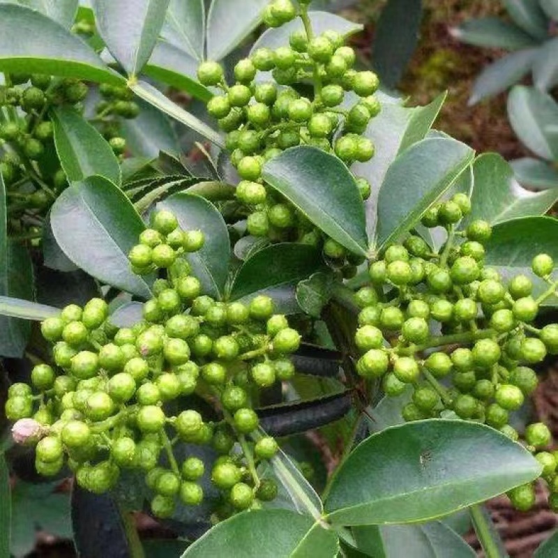 云南青花椒鲜花椒干花椒大量供应，诚信经营