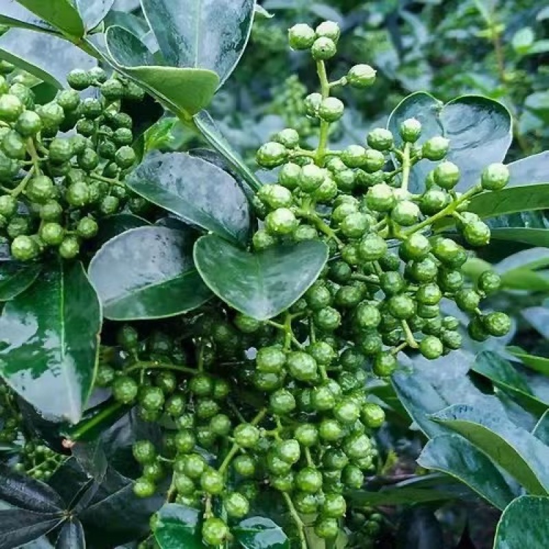 云南青花椒鲜花椒干花椒大量供应，诚信经营