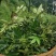 云南青花椒鲜花椒干花椒大量供应，诚信经营