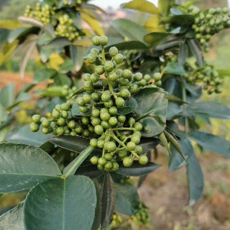 云南青花椒鲜花椒干花椒大量供应，诚信经营