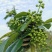 云南青花椒鲜花椒干花椒大量供应，诚信经营