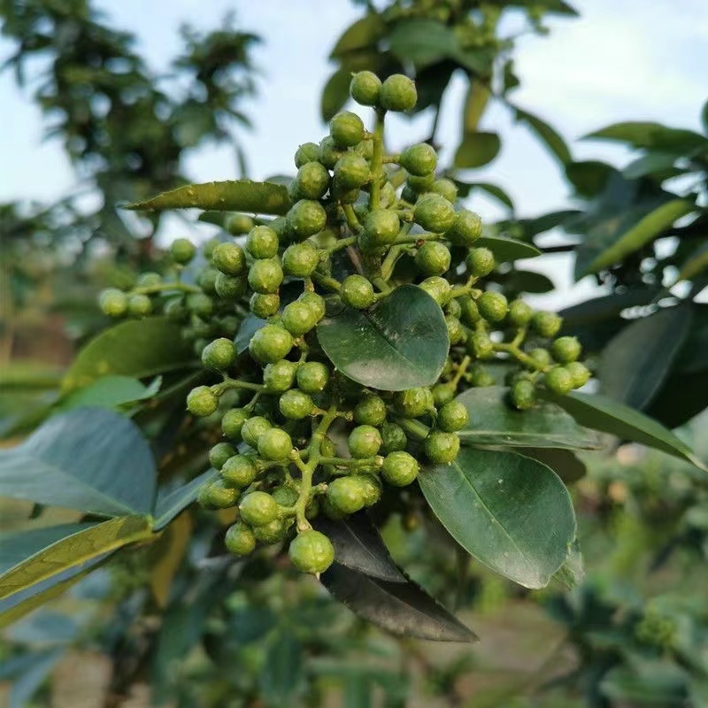 云南青花椒鲜花椒干花椒大量供应，诚信经营