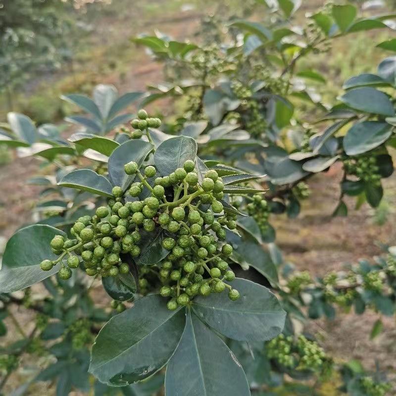 云南青花椒鲜花椒干花椒大量供应，诚信经营